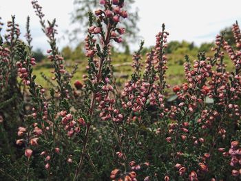 Close-up of flowering plants on field against sky