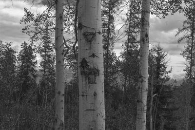 View of trees in forest