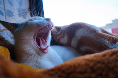 Close-up of cat sleeping