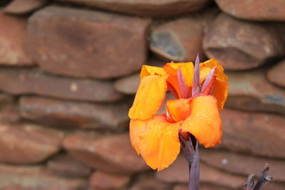 Close-up of orange rose flower