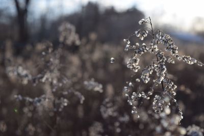 Close-up of frozen plant