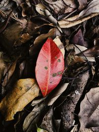 High angle view of dry maple leaves