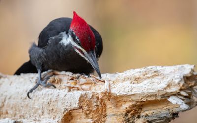 Close-up of bird perching on wood