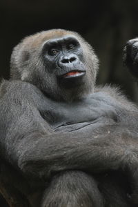 Close-up of monkey looking away