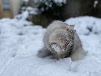 Close up  of cat in the snow in backyard in london. siberian cat playing in garden in the snow