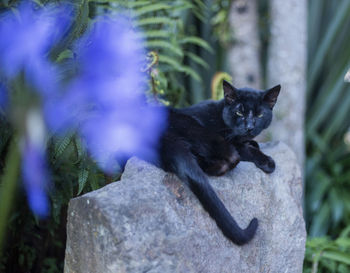 Close-up of a black cat