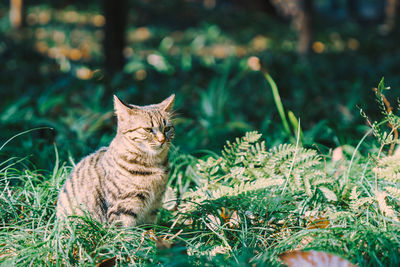 animal