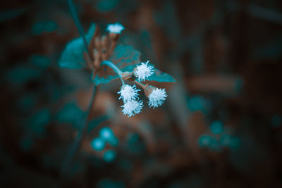 Close-up of flowering plant during winter