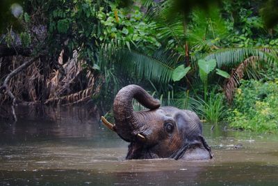 Close-up of elephant drinking water