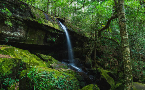 Scenic view of waterfall in forest