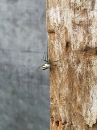 Close-up of insect perching on wood