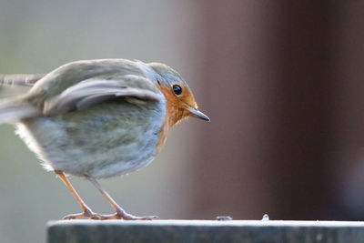 Close-up of robin  perching