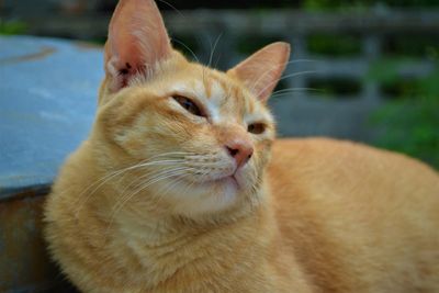 Close-up of a cat looking away