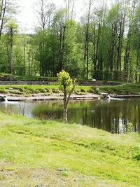 Scenic view of lake in forest