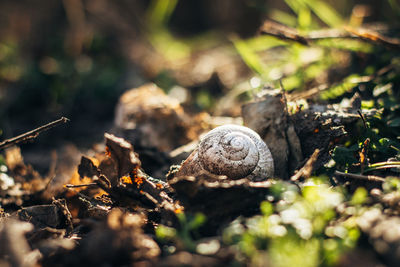 Close-up of snail on mushroom