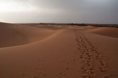 Scenic view of desert