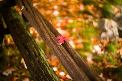 Close-up of tree trunk