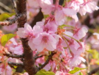 Close-up of pink flowers blooming outdoors