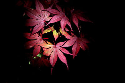 Close-up of red leaves over black background