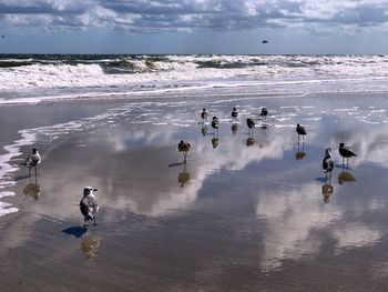 View of birds on beach