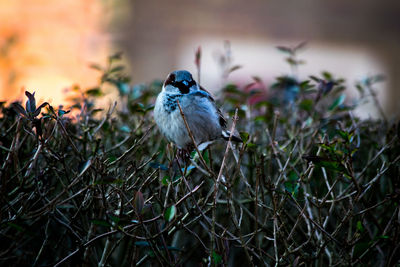 Bird perching on plant