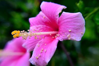 Close-up of insect on pink flower blooming outdoors