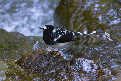 Close-up of bird perching on rock