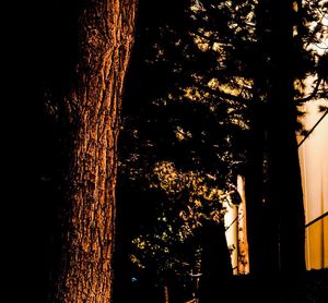 Low angle view of trees