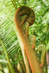 Close-up of plants against blurred background