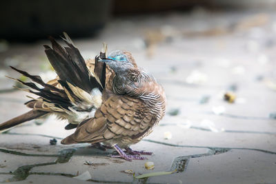 Close-up of birds perching on a bird