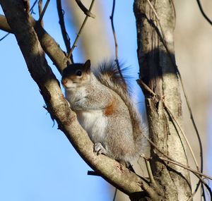 Squirrel on tree trunk