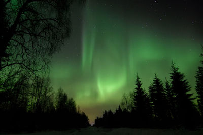 Silhouette trees against clear sky at night