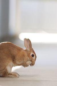 Close-up of a rabbit