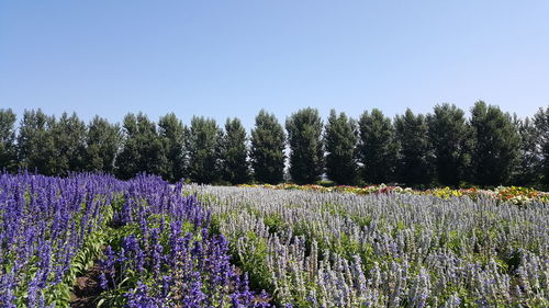 Lavender field against clear sky during sunny day