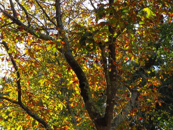 Low angle view of tree in forest