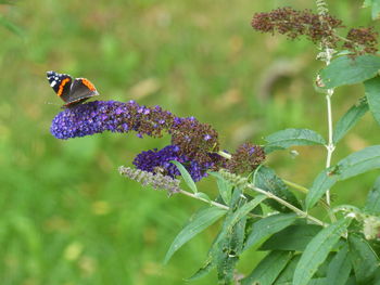 Close-up of honey bee on purple flower