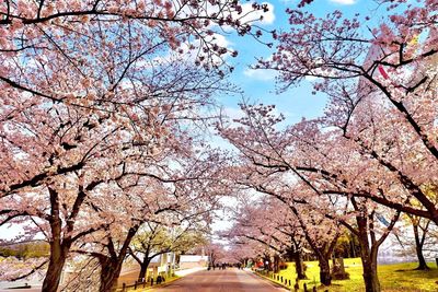 View of cherry blossom trees in park