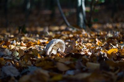 Close-up of fallen autumn leaves in forest