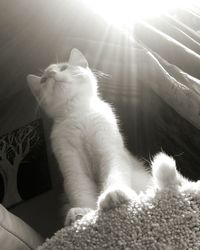 Close-up of cat relaxing on floor