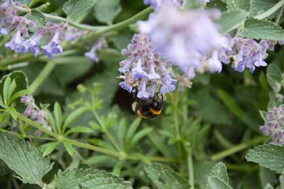 Close-up of bee on purple flower