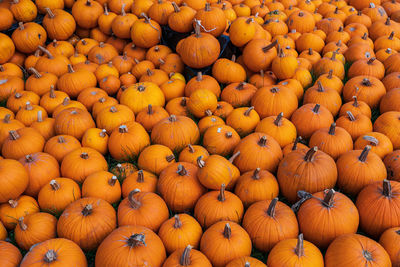 Full frame shot of pumpkins