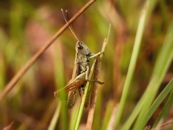 Close-up of insect on plant