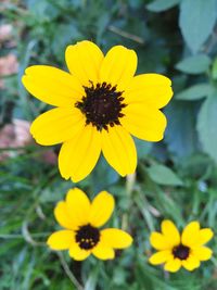 Close-up of yellow flowers blooming on field