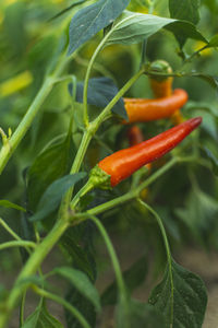 Close-up of chili peppers on plant