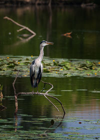 High angle view of gray heron perching on lake