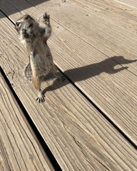 High angle view of dog on boardwalk