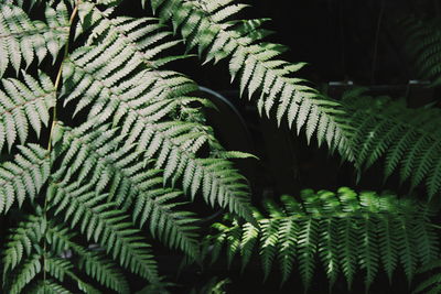 Close-up of fern leaves