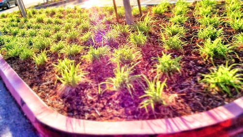 Plant growing in a garden