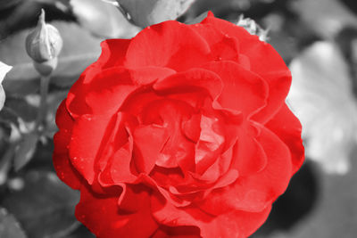 Close-up of red rose