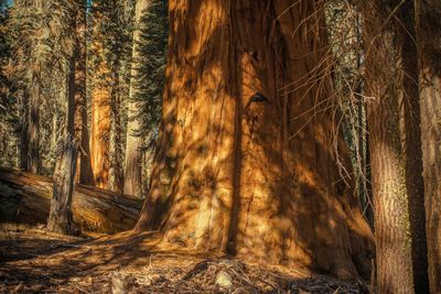 Sunlight falling on trees in forest